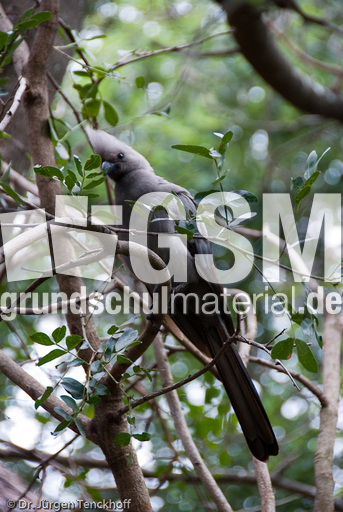 Turako (4 von 5).jpg